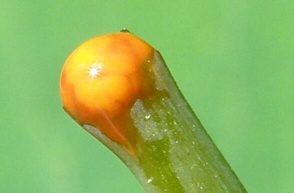 Properties of celandine in the treatment of papillomas