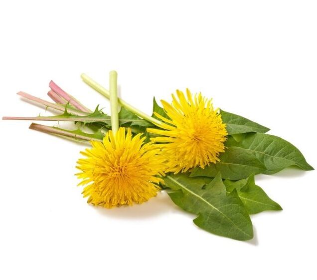 Dandelion for cauterization of papillomas